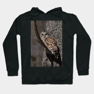 Barred Owl - Low, Quebec Hoodie